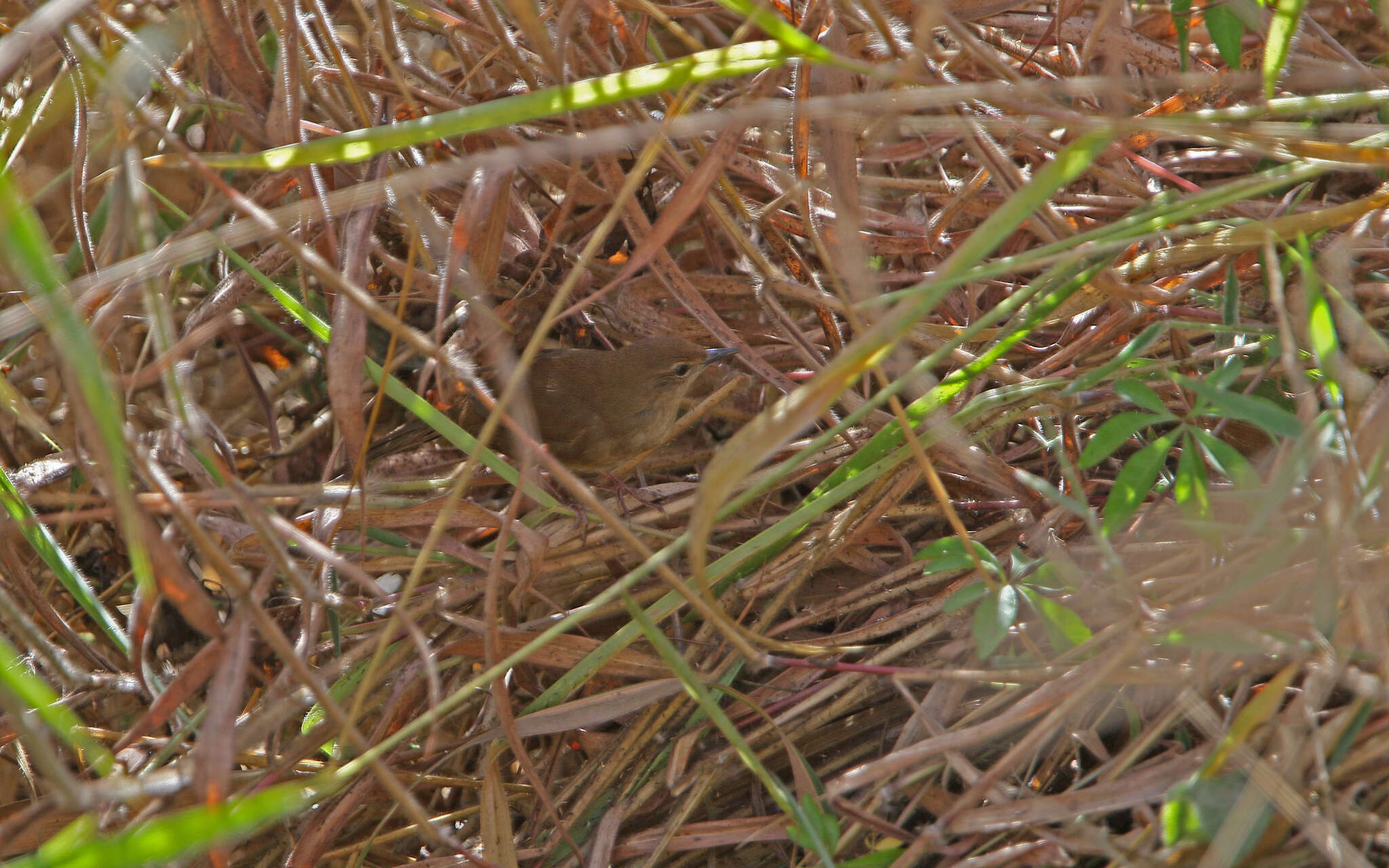 Image of Dalat Bush Warbler