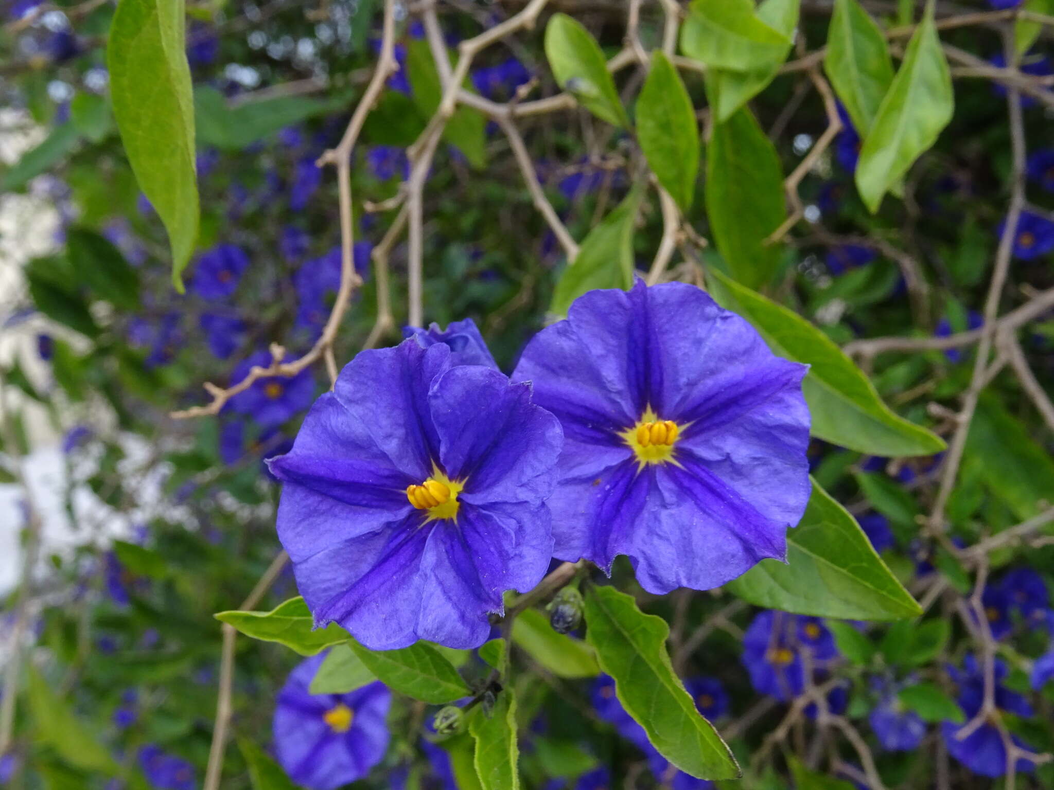 Image of Blue Potato Bush