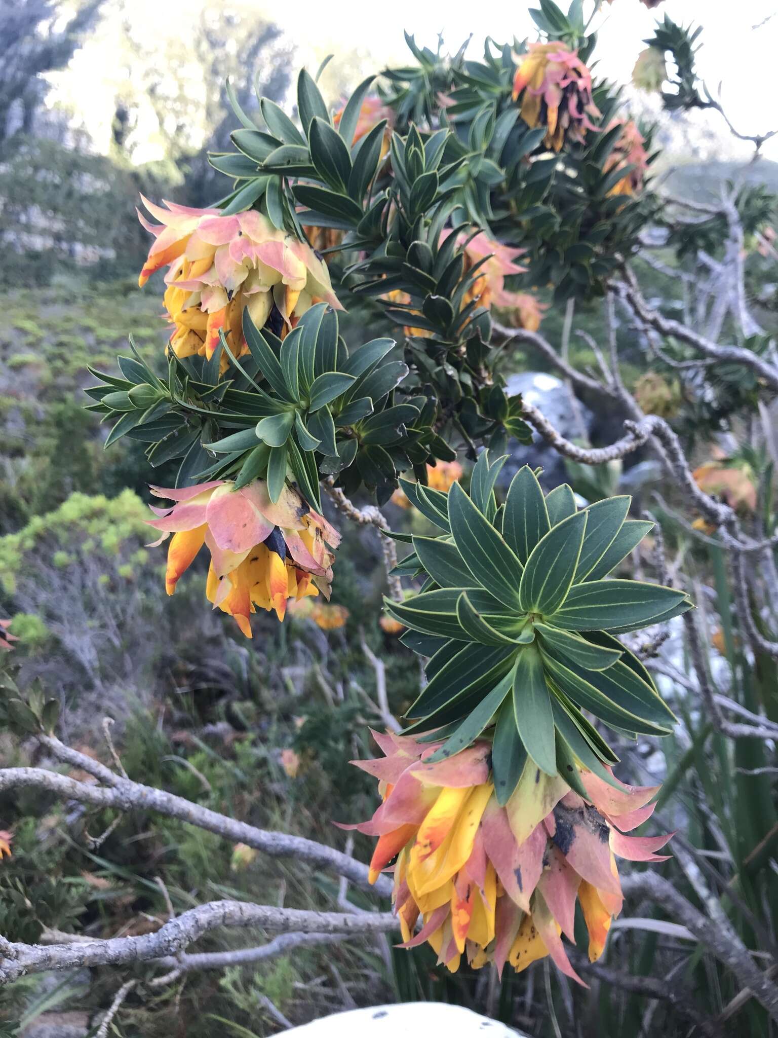 Plancia ëd Liparia splendens (Burm. fil.) Bos & de Wit