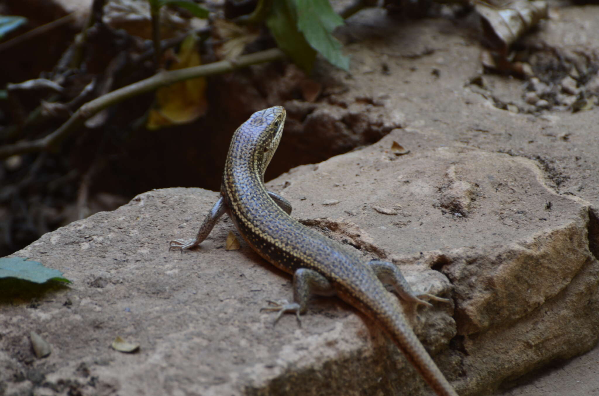 Sivun Trachylepis perrotetii (Duméril & Bibron 1839) kuva