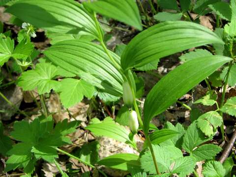 Image of Polygonatum odoratum var. odoratum