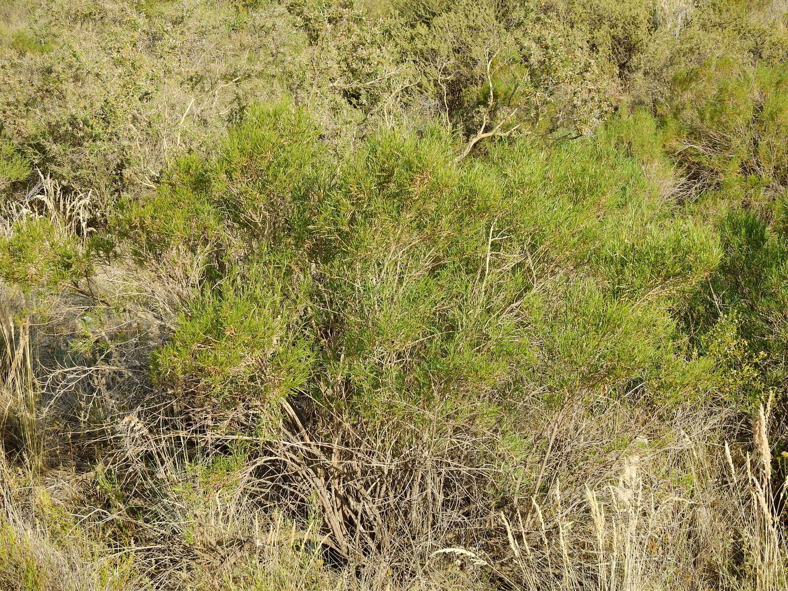 Image of Acanthostyles buniifolius (Hook. & Arn.) R. King & H. Rob.