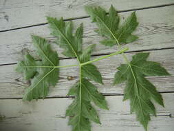 Слика од Heracleum sphondylium subsp. sibiricum (L.) Simonk.