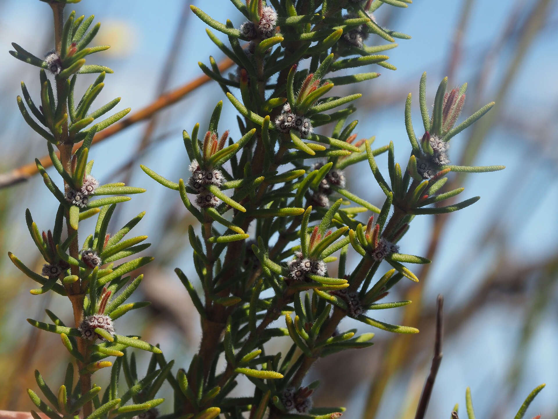 Imagem de Grubbia rosmarinifolia subsp. rosmarinifolia