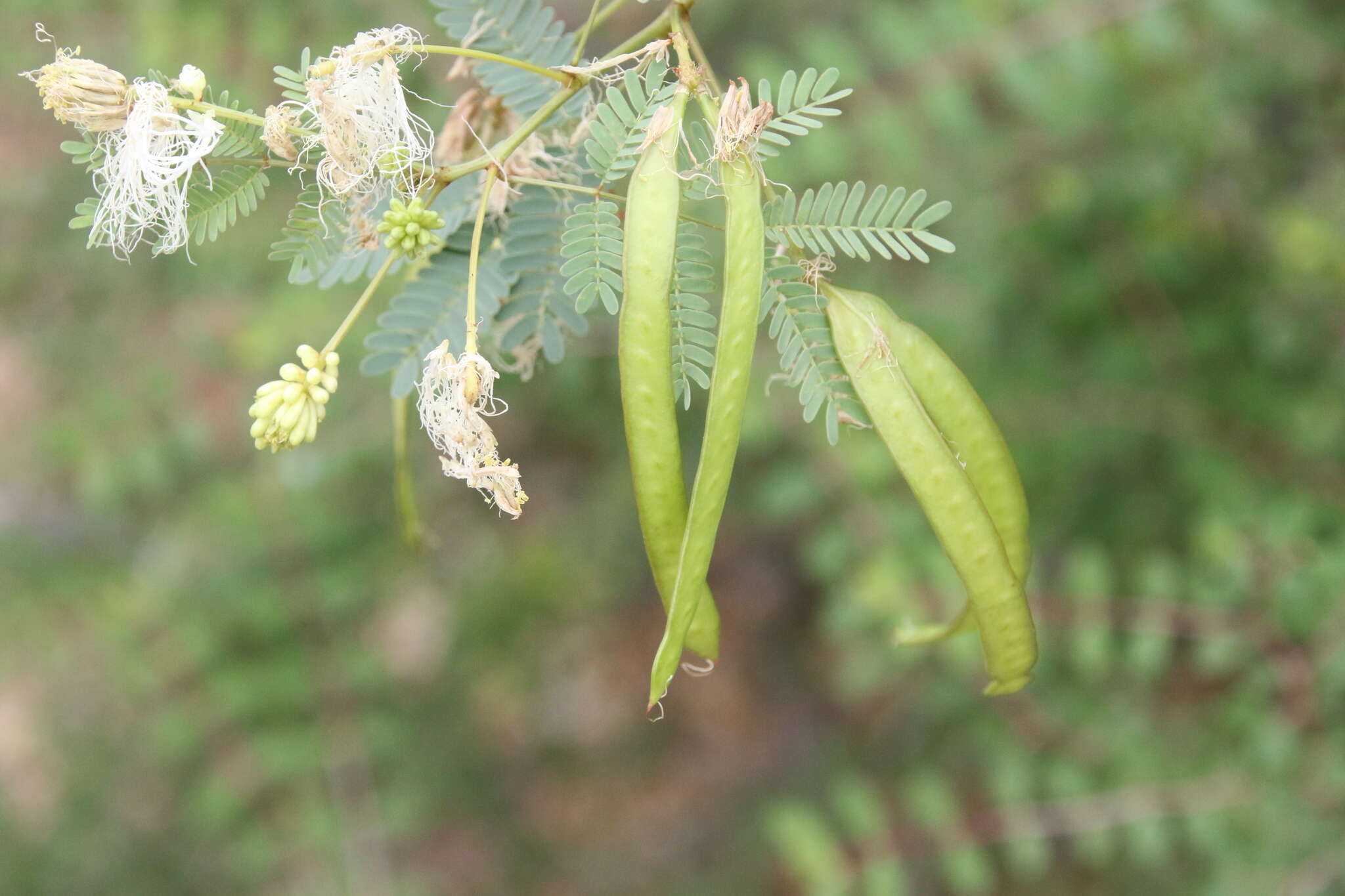 Image of Desmanthus fruticosus Rose