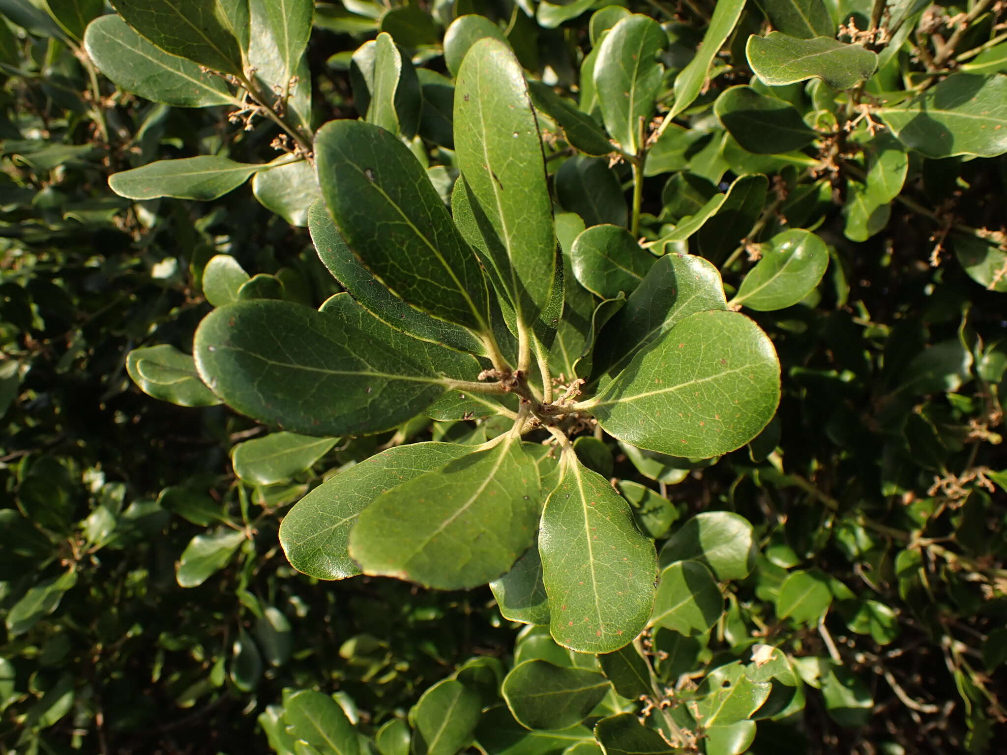 Sivun Euclea natalensis subsp. obovata F. White kuva