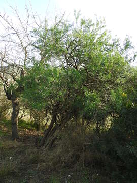 Image of Anagyris foetida L.