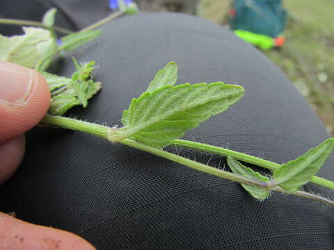 Image of Salvia tetramerioides Mart. Gord., Fragoso & García-Peña