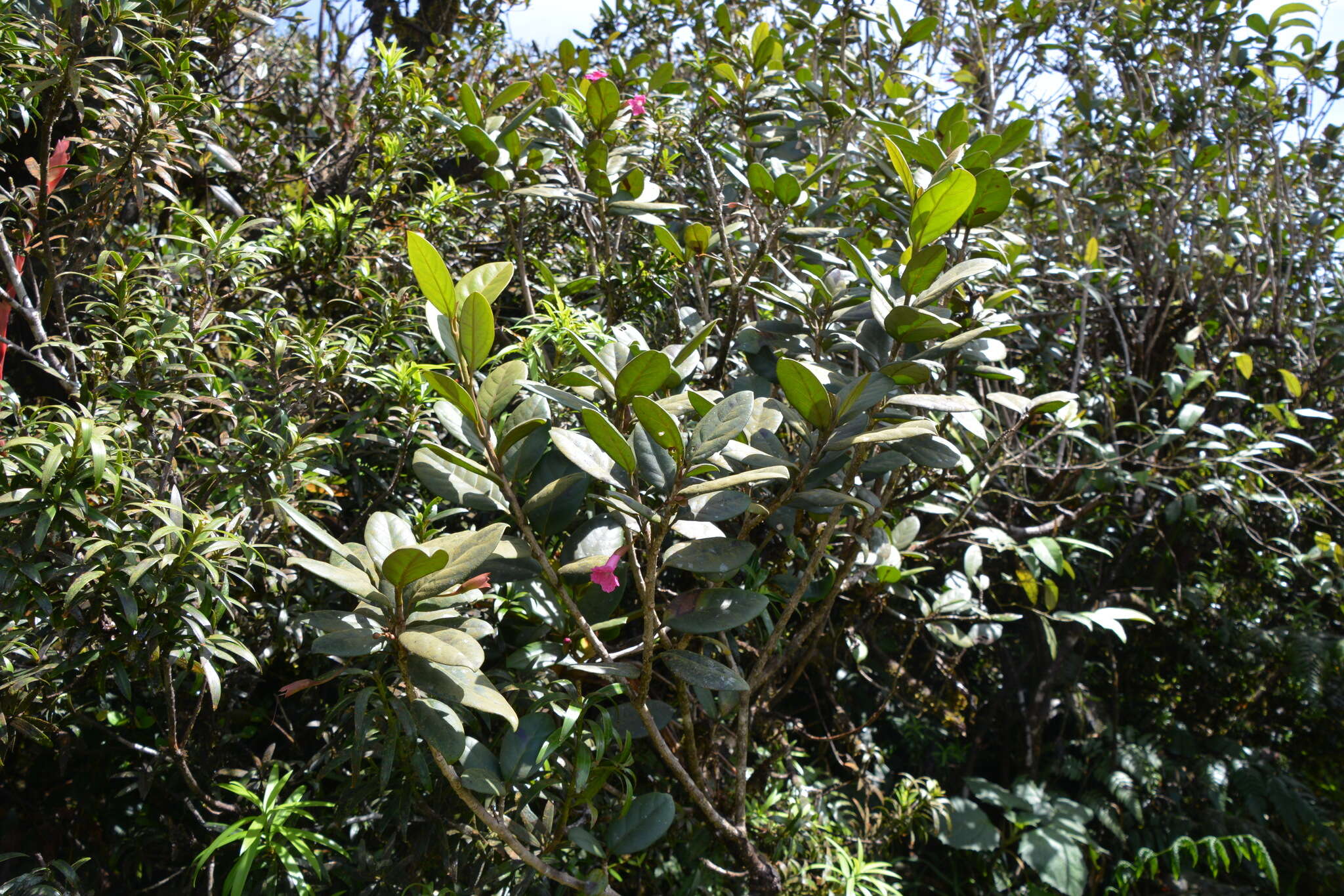 Image de Tabebuia rigida Urb.