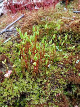 Image of pohlia moss