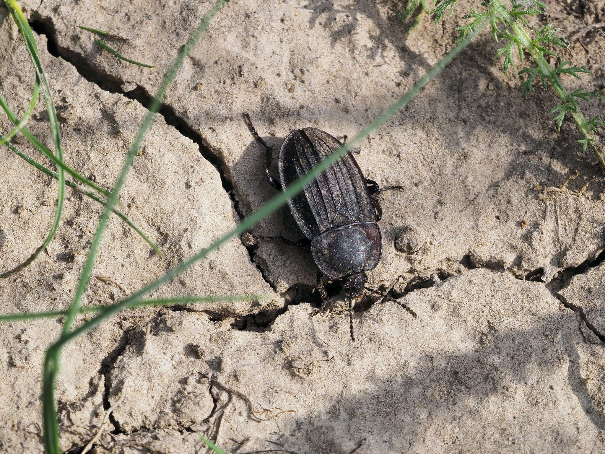 Image of Silpha (Silpha) carinata Herbst 1783