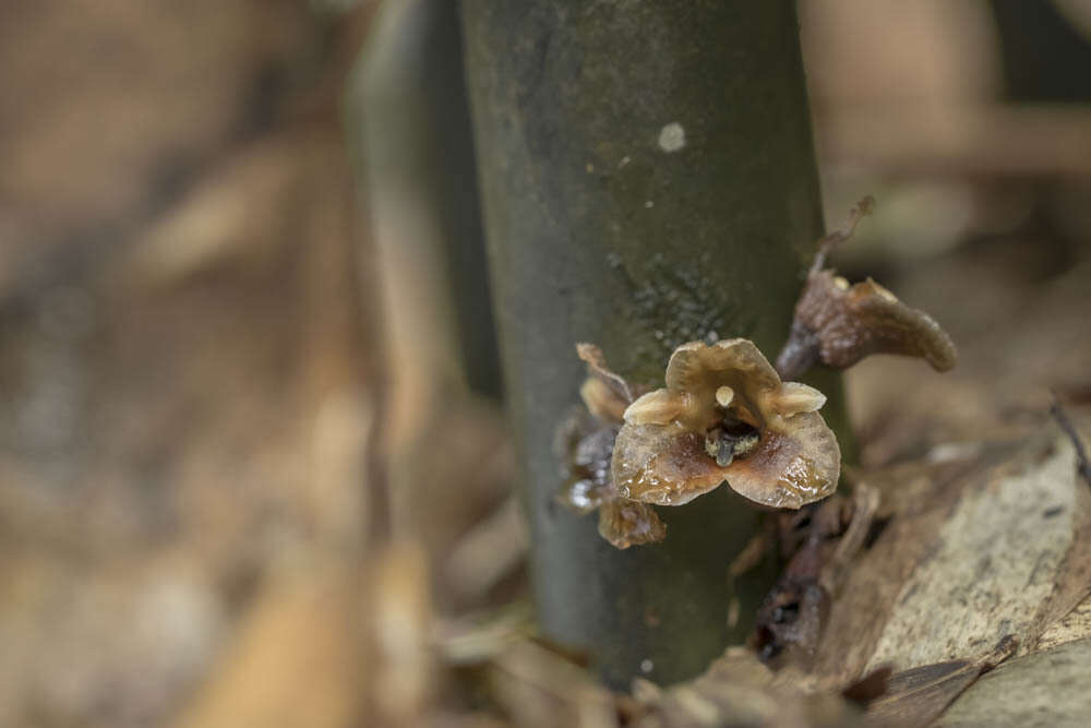 Image of Gastrodia pubilabiata Y. Sawa