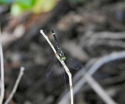 Image of Tetrathemis irregularis cladophila