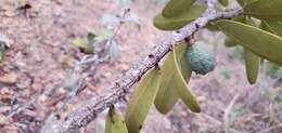 Image of Salacia crassifolia (Mart.) G. Don