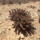 Image de Euphorbia crassipes Marloth