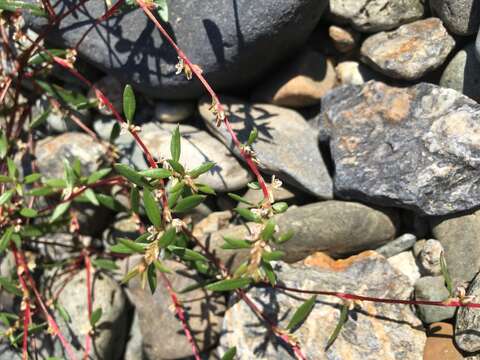 Image of Nuttall's knotweed