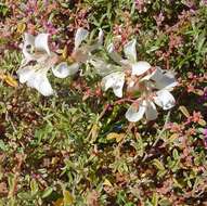 Image of Lapeirousia spinosa (Goldblatt) Goldblatt & J. C. Manning