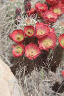 Image de Echinocereus coccineus subsp. coccineus