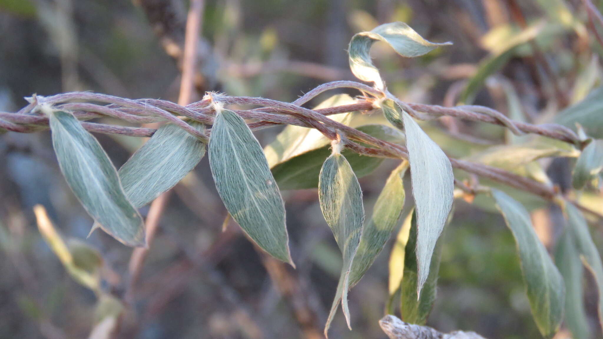 صورة Cordobia argentea (Griseb.) Nied.