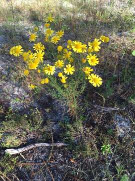 Image of coastal plain honeycombhead