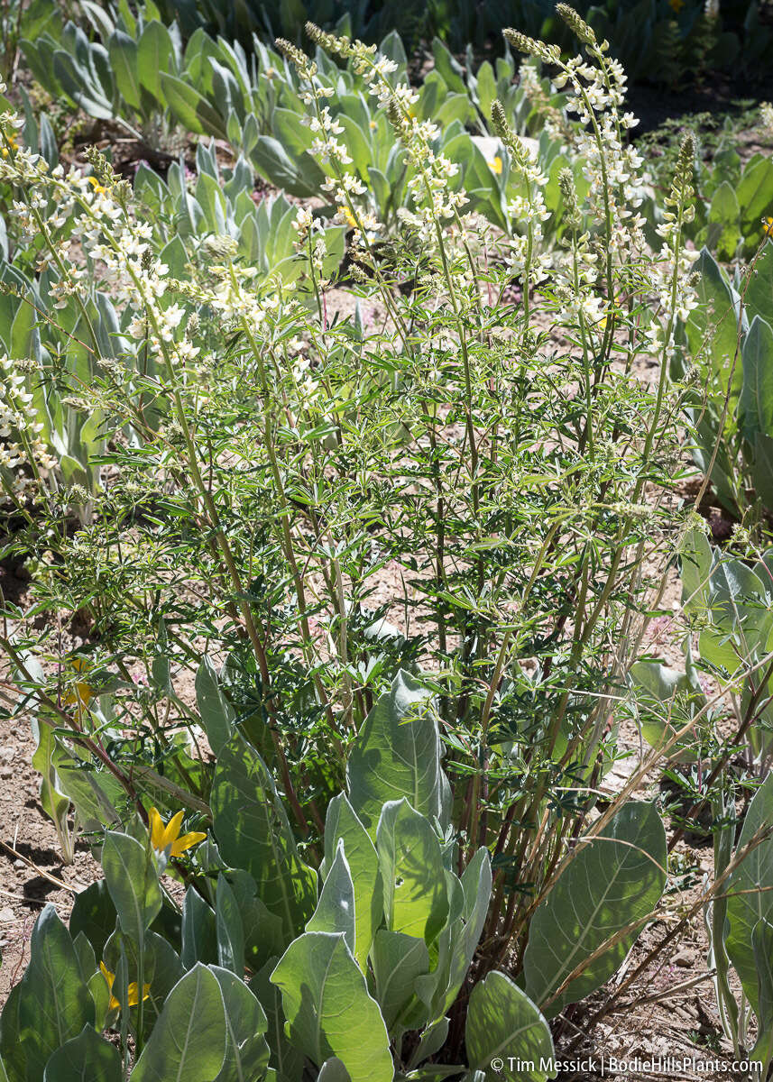 Image of sicklekeel lupine