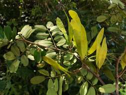 Image of Dalbergia glabra (Mill.) Standl.