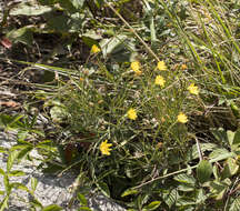 Image of mountain dwarfdandelion