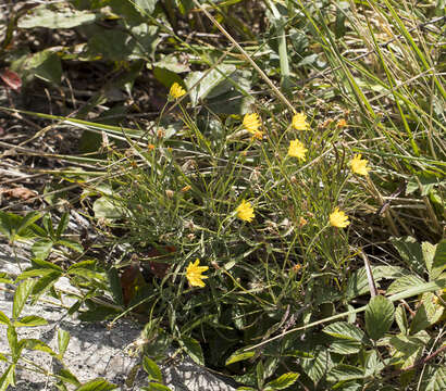 Image of mountain dwarfdandelion