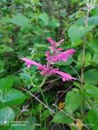 Image of Agastache mexicana (Kunth) Lint & Epling