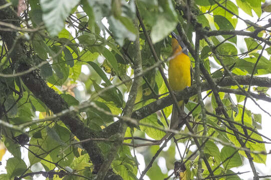 Image of Lagden's Bush Shrike