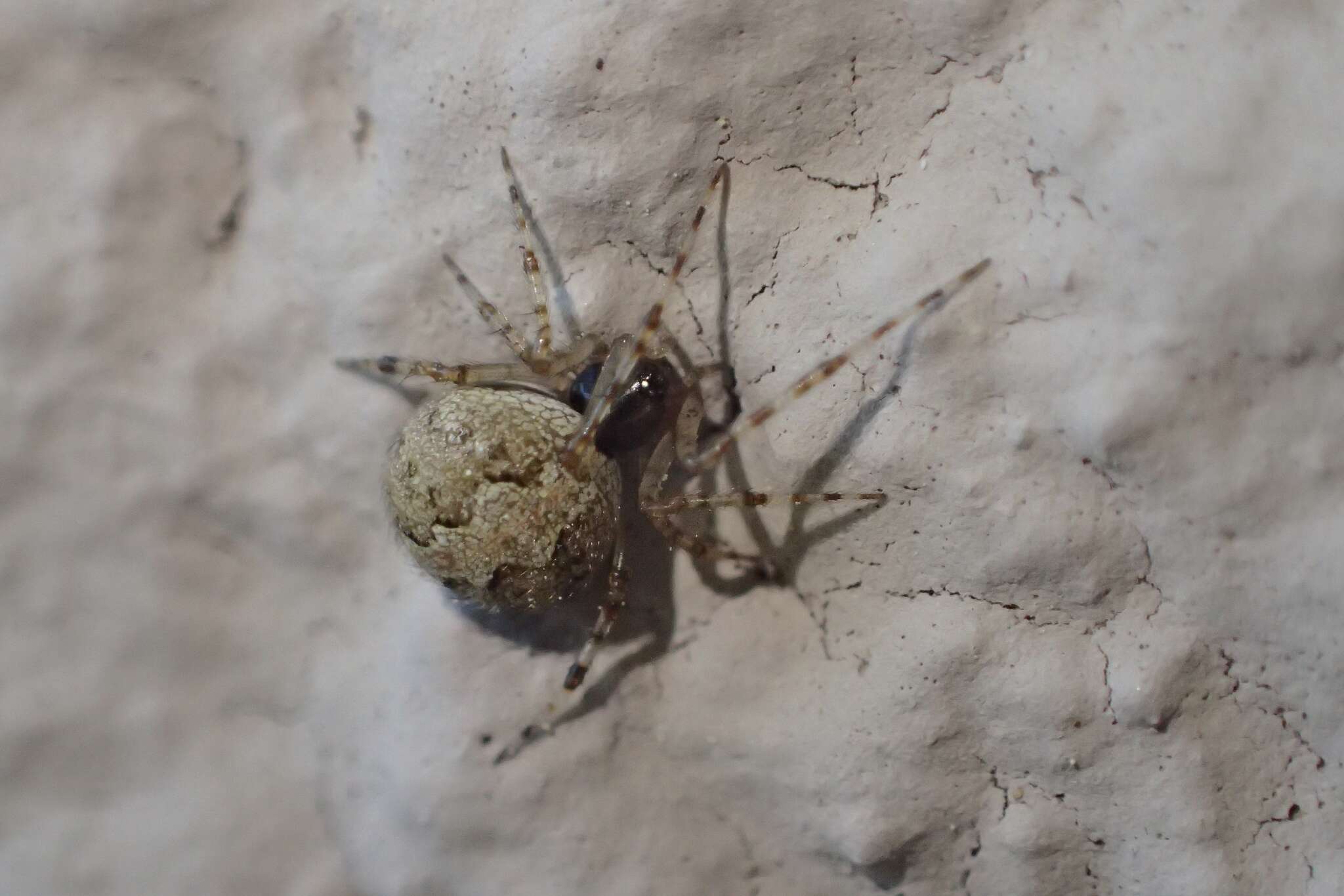 Image of Theridion melanurum Hahn 1831