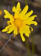 Image of Ursinia abrotanifolia (R. Br.) Spreng.