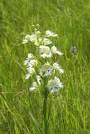 Image of Western prairie fringed orchid