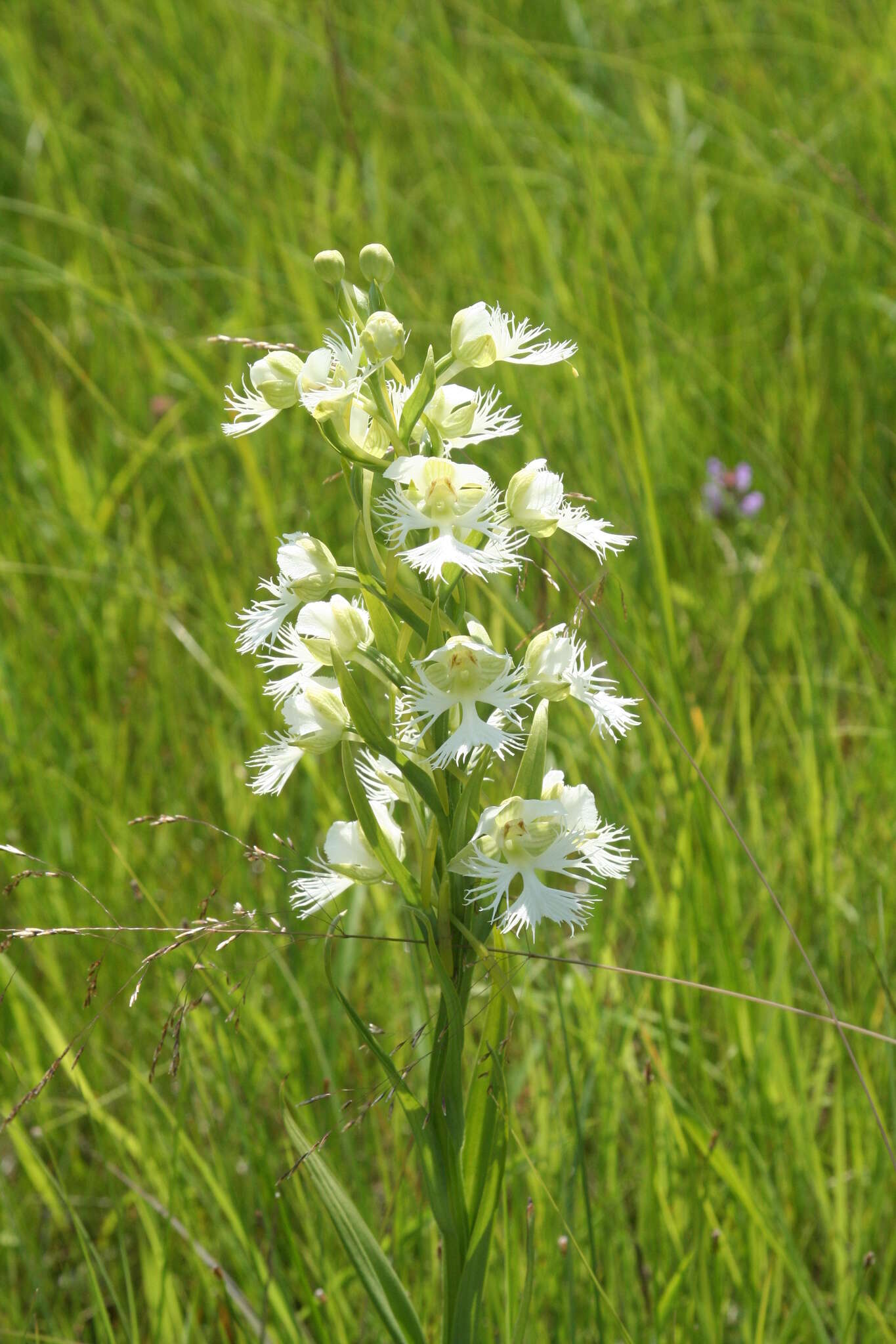 Image of Western prairie fringed orchid