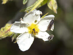 Image de Acmaeodera cisti Wollaston 1862