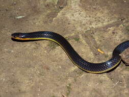 Image of Variable Reed Snake