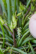 Image of Flowering-Quillwort