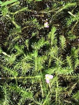 Image of bog-moss family