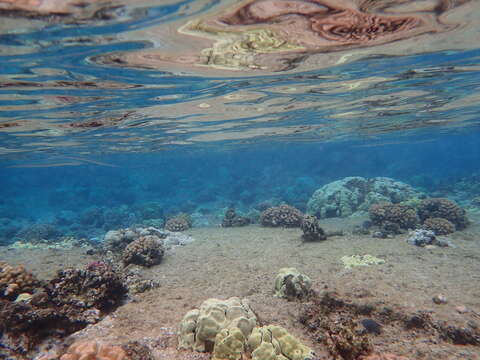 Image of Keeltail Needlefish