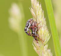 Image of Aoplocnemis rufipes Boheman 1845