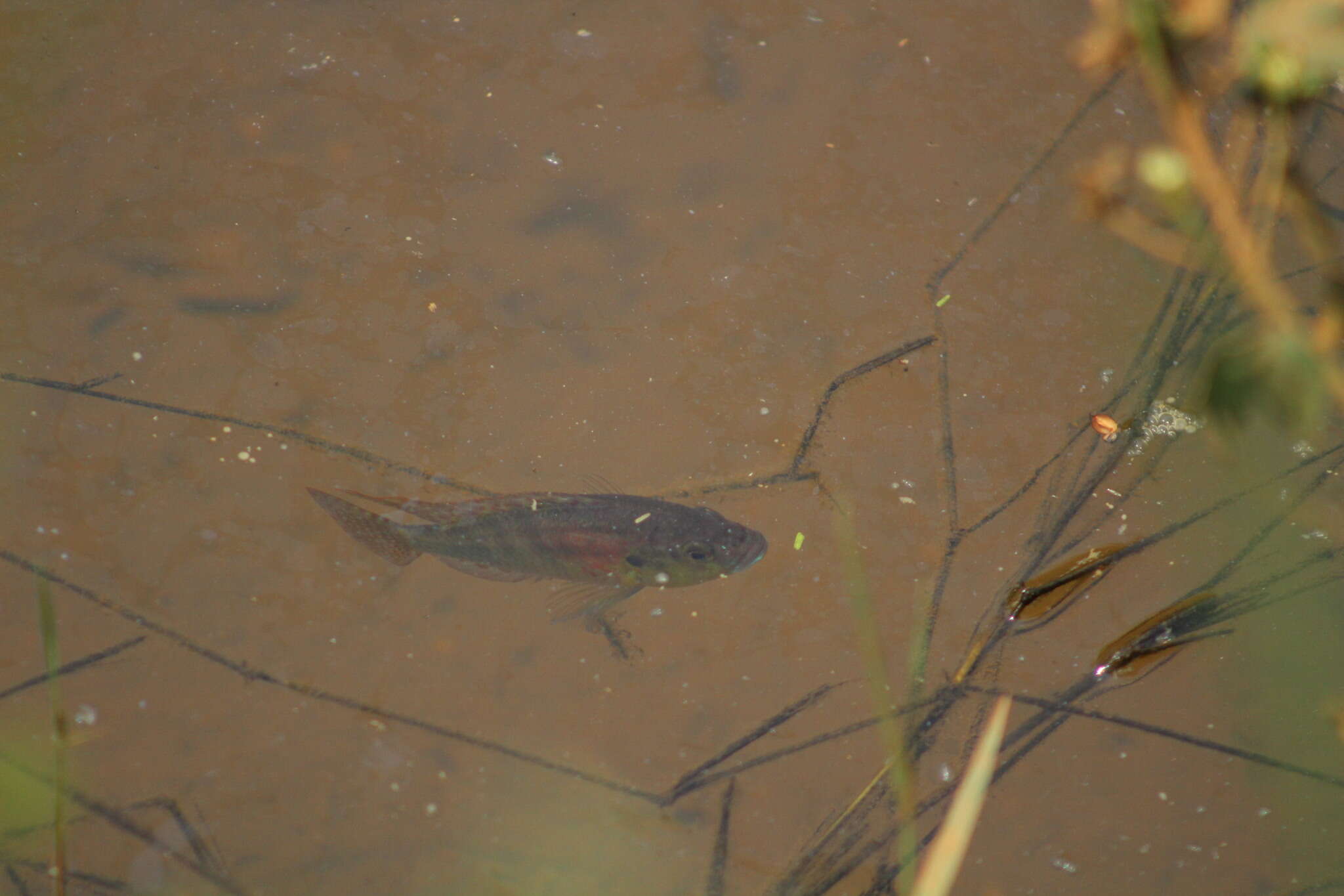 Image de Astatotilapia burtoni (Günther 1894)