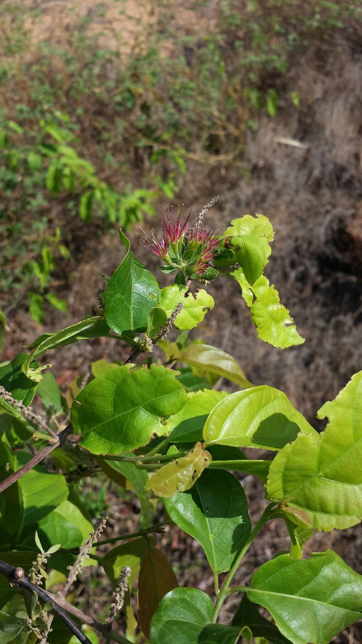 Sivun Combretum violaceum (Tul.) C. C. H. Jongkind kuva