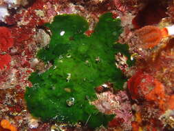 Image of Palmophyllum crassum