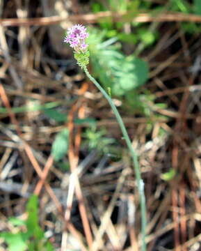 Image of Few-flowered Milkwort