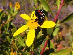 Image of <i>Ceroctis capensis</i>