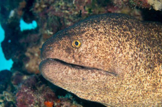 Image of Yellow edged moray