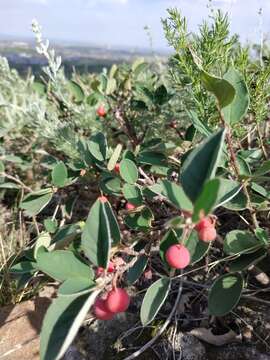 Image of Cotoneaster alaunicus Golitsin