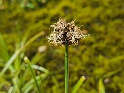 Image of Stinking Sedge