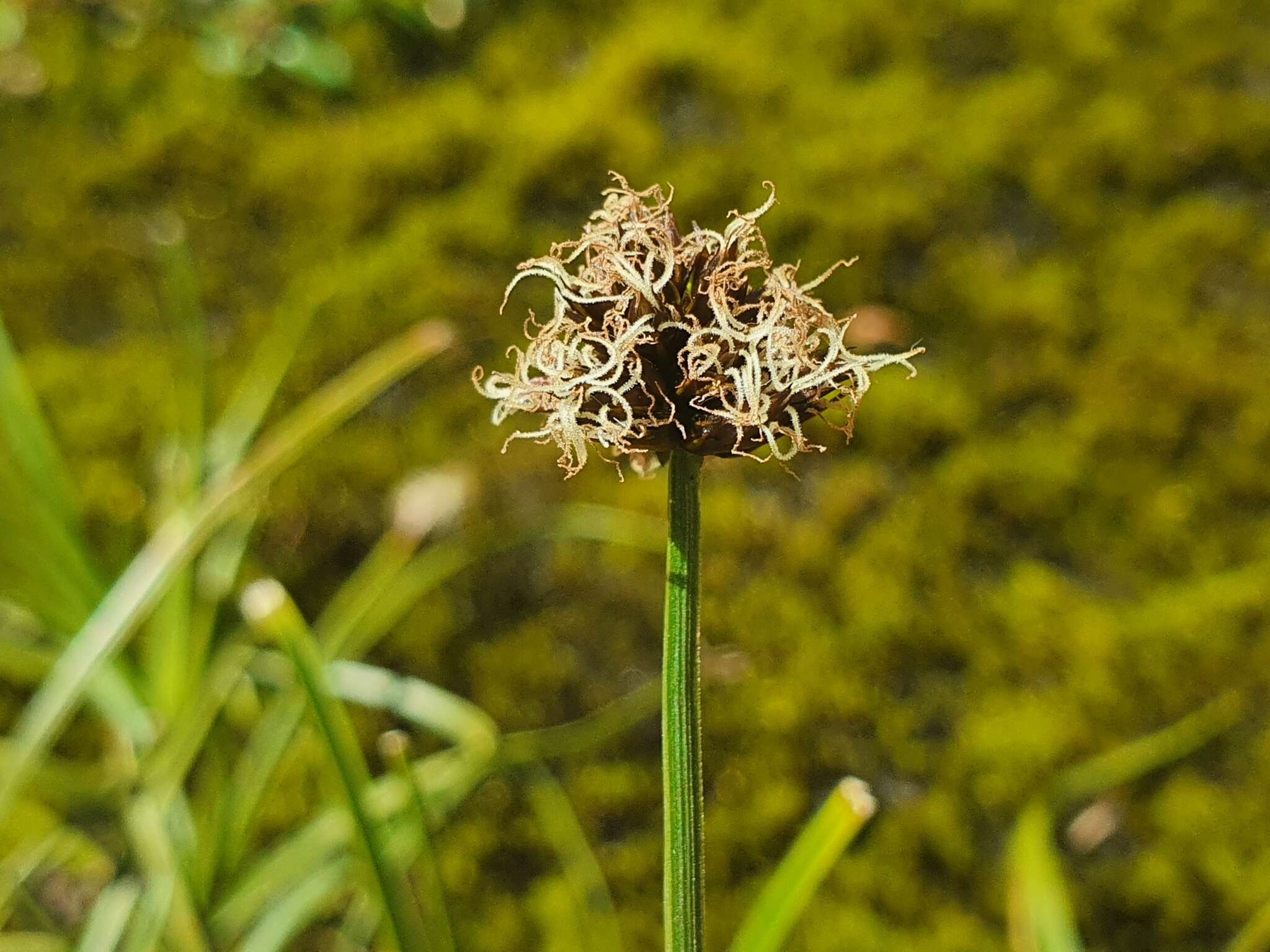 Image of Stinking Sedge