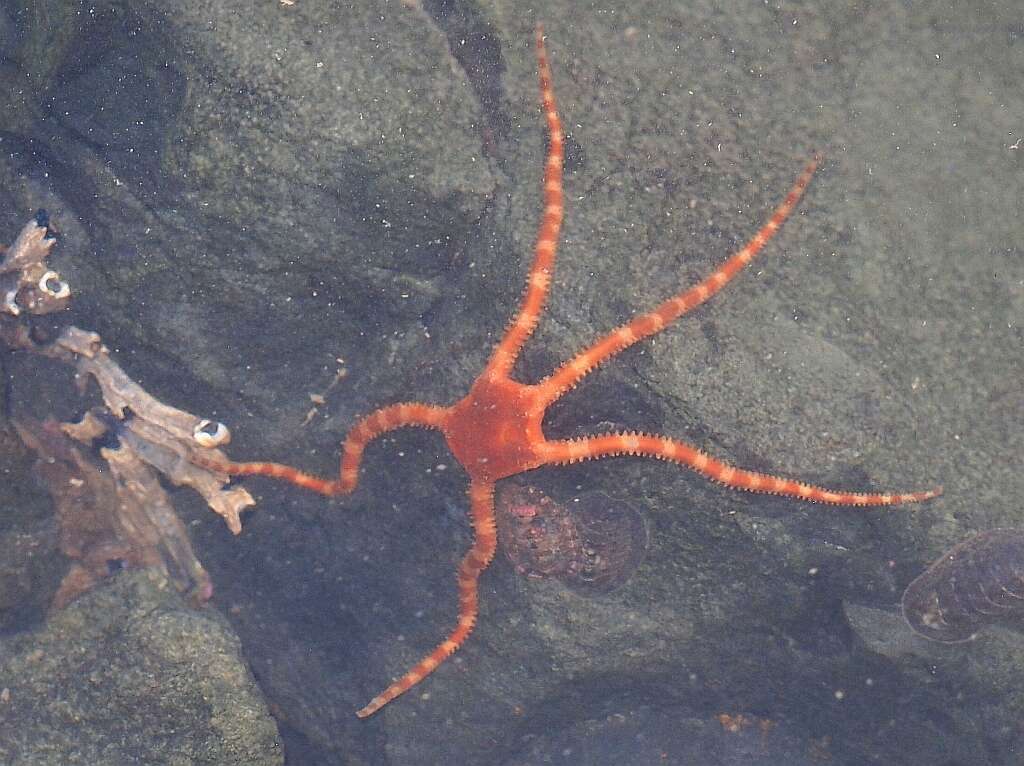 Image of Ophiomyxa brevirima H. L. Clark 1915